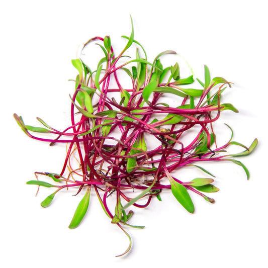 Bull's Blood Beetroot Microgreens - 100 Seeds