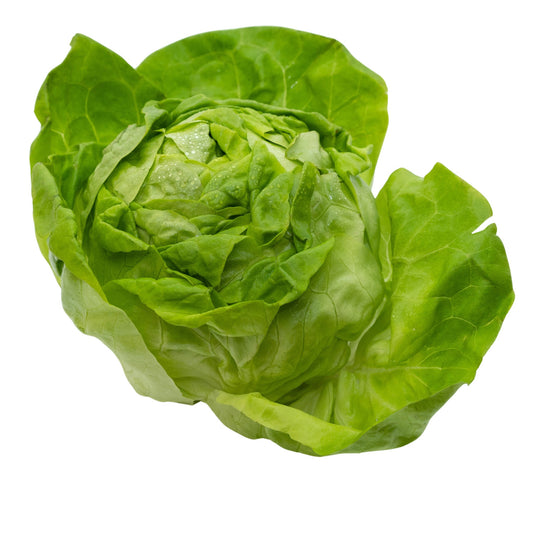 Lettuce Butterhead - Attraction - 0.1  gram