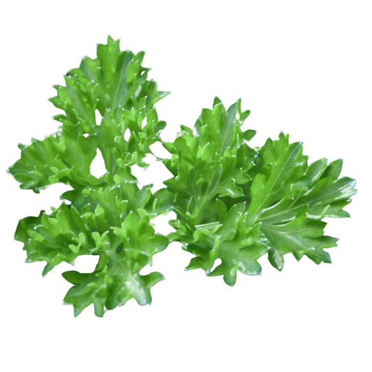 Parsley Champion Moss Curled - 0.1 gram
