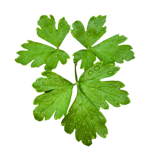 Common Chervil - 0.5 Gram