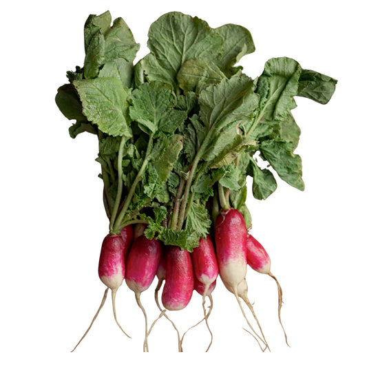 China Rose Radish - 20 Seeds