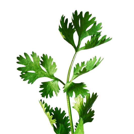 Coriander - 50 Seeds