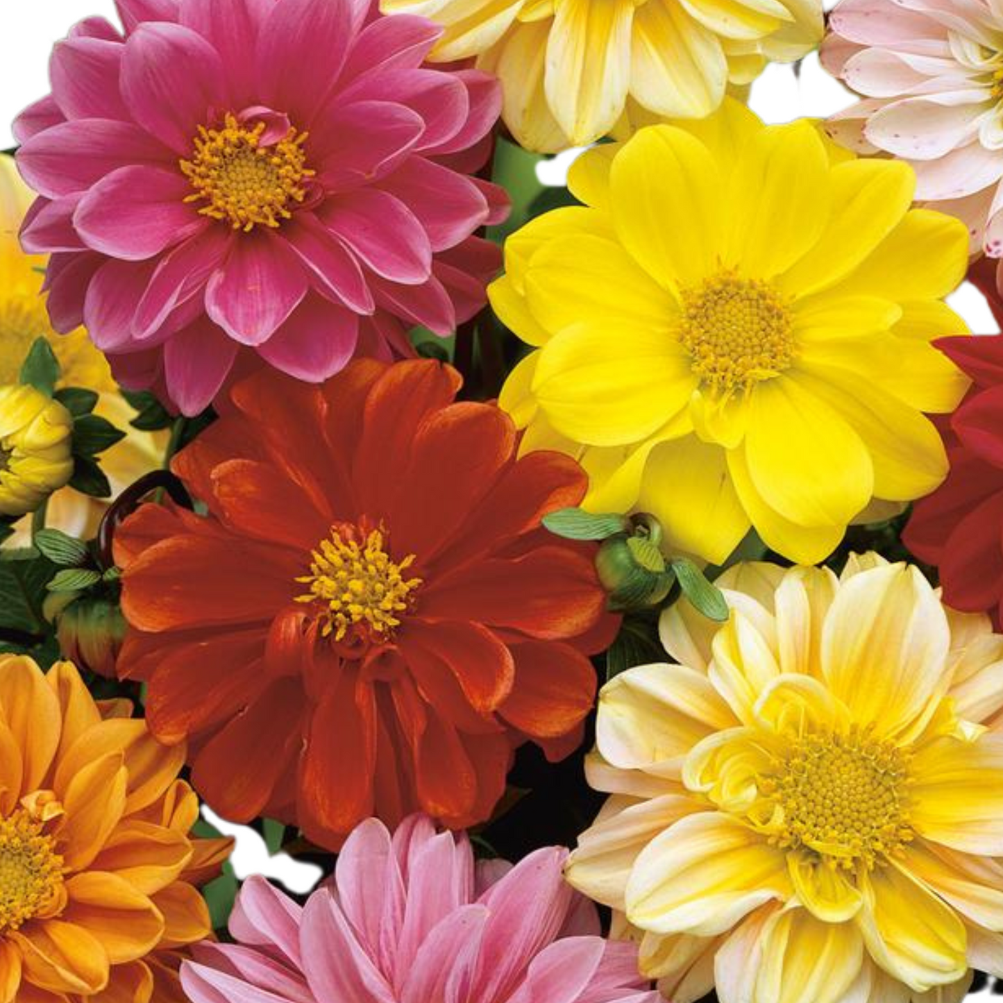Dahlia Unwins Bedding Mix - 10 Seeds