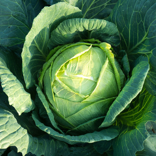 Drumhead Cabbage - 0.5 Gram