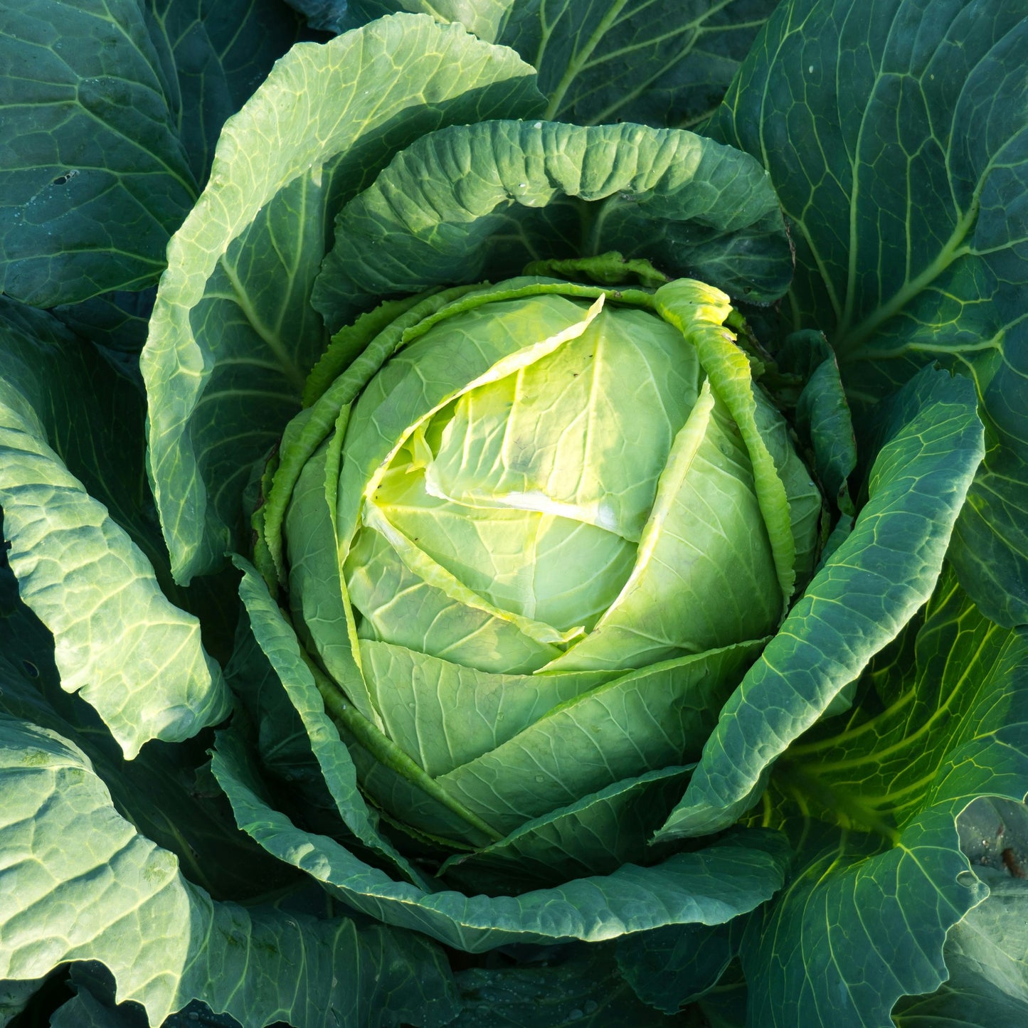 Drumhead Cabbage - 0.5 Gram