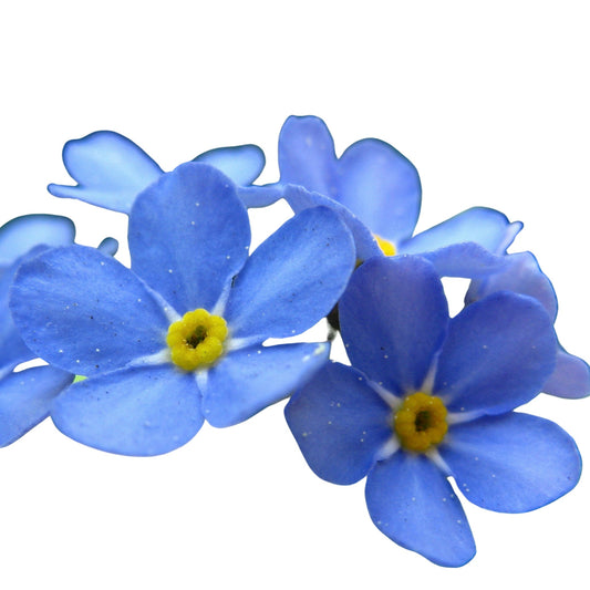 Myosotis -  Forget Me Not Blue - 0.1 gram