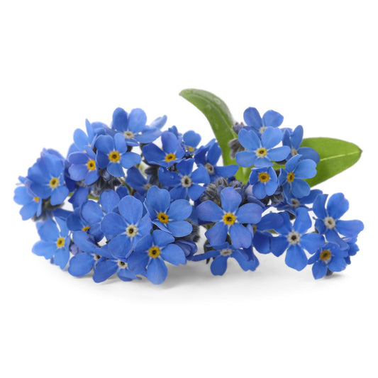 Myosotis -  Forget Me Not Blue - 0.1 gram