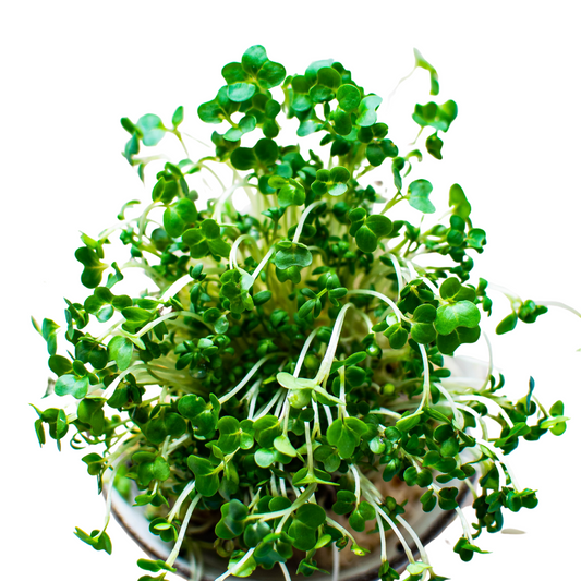 Cress Garden - 0.1 Gam