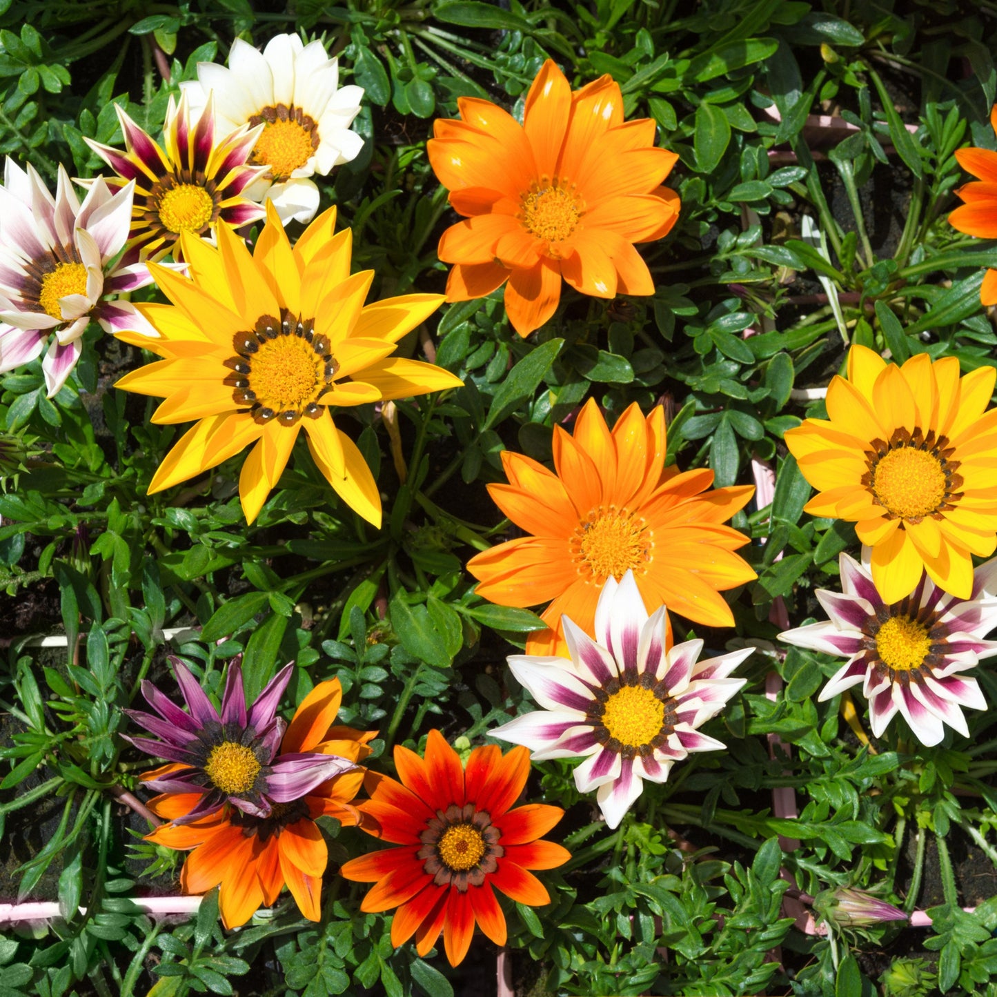 Gazania Gazoo Formula Mix - 5 seeds