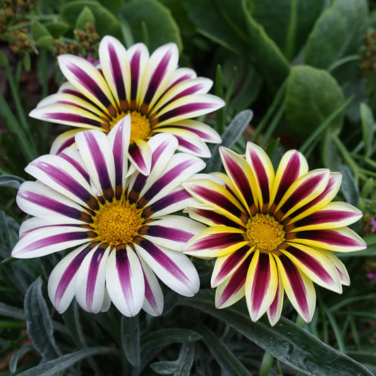 Gazania Kiss Flame Mix - 5 Seeds