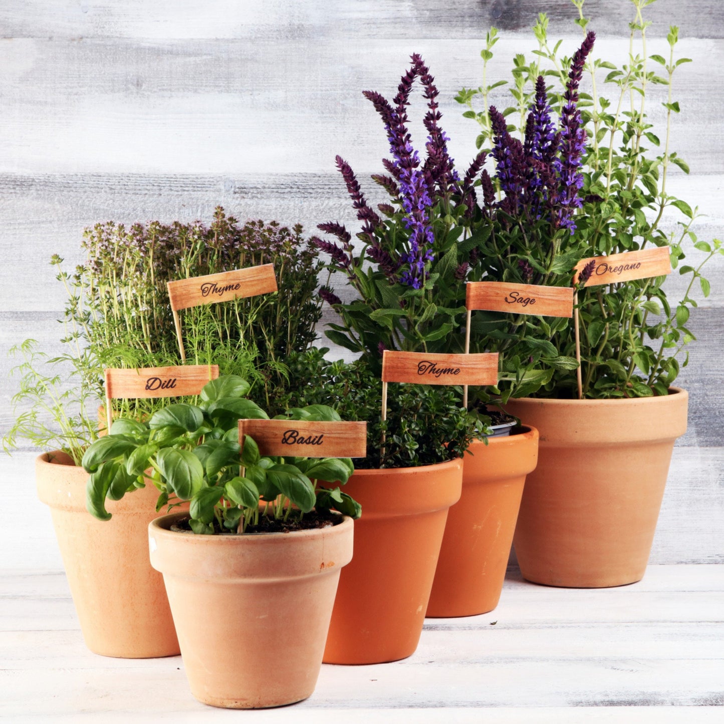 Limited Edition Women's Day Herb Growing Kit