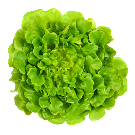 Large Oakleaf Lettuce - Green - 5 Seed Pellets