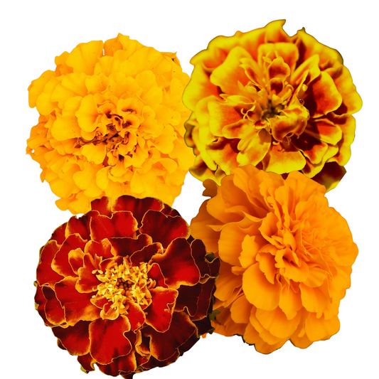 Marigold Bonita Mix - 50 Seeds