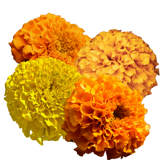 Marigold Crackerjack Mix - 50 Seeds