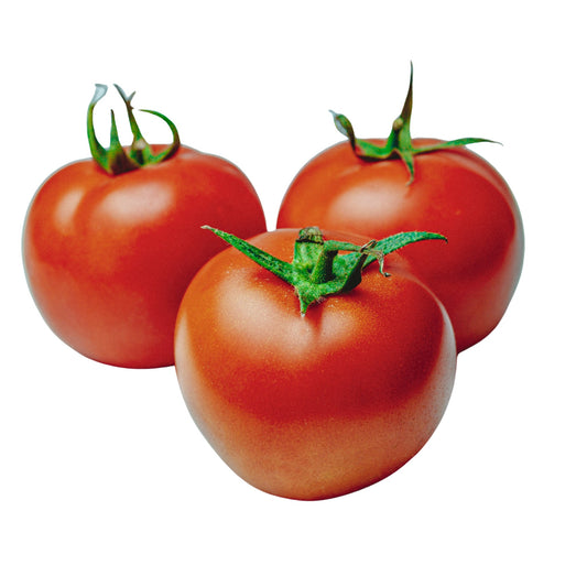 Tomato Moneymaker - 10 Seeds