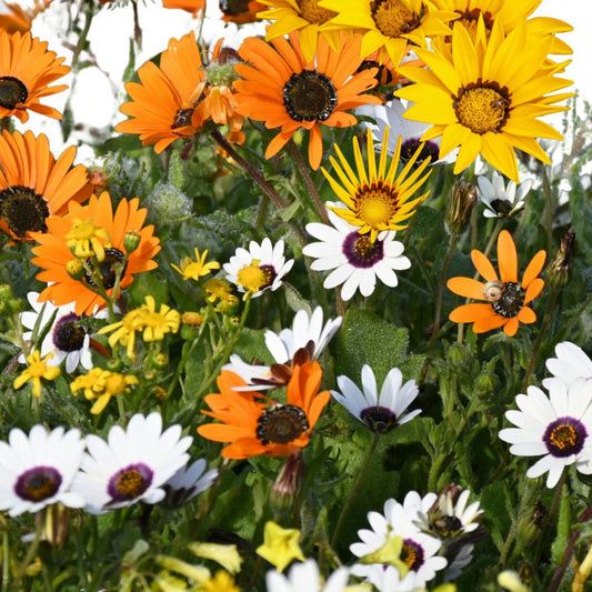 Namaqualand Flower Mix - 0.1 Gram