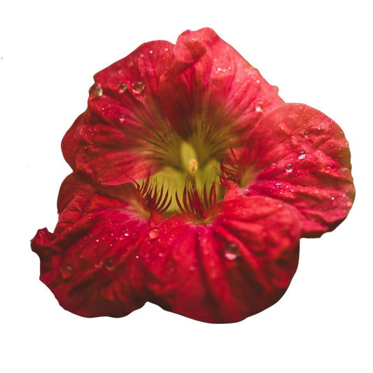Nasturtium Baby Red - 5 Seeds