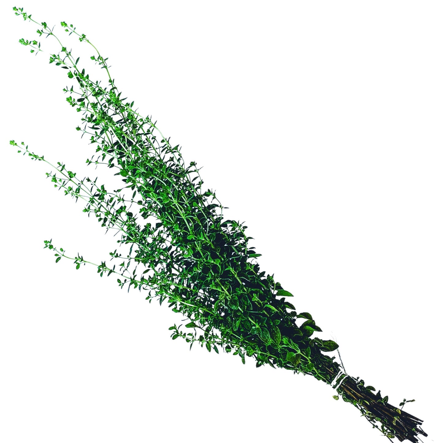 Oregano Wild Marjoram - 0.1 Gram