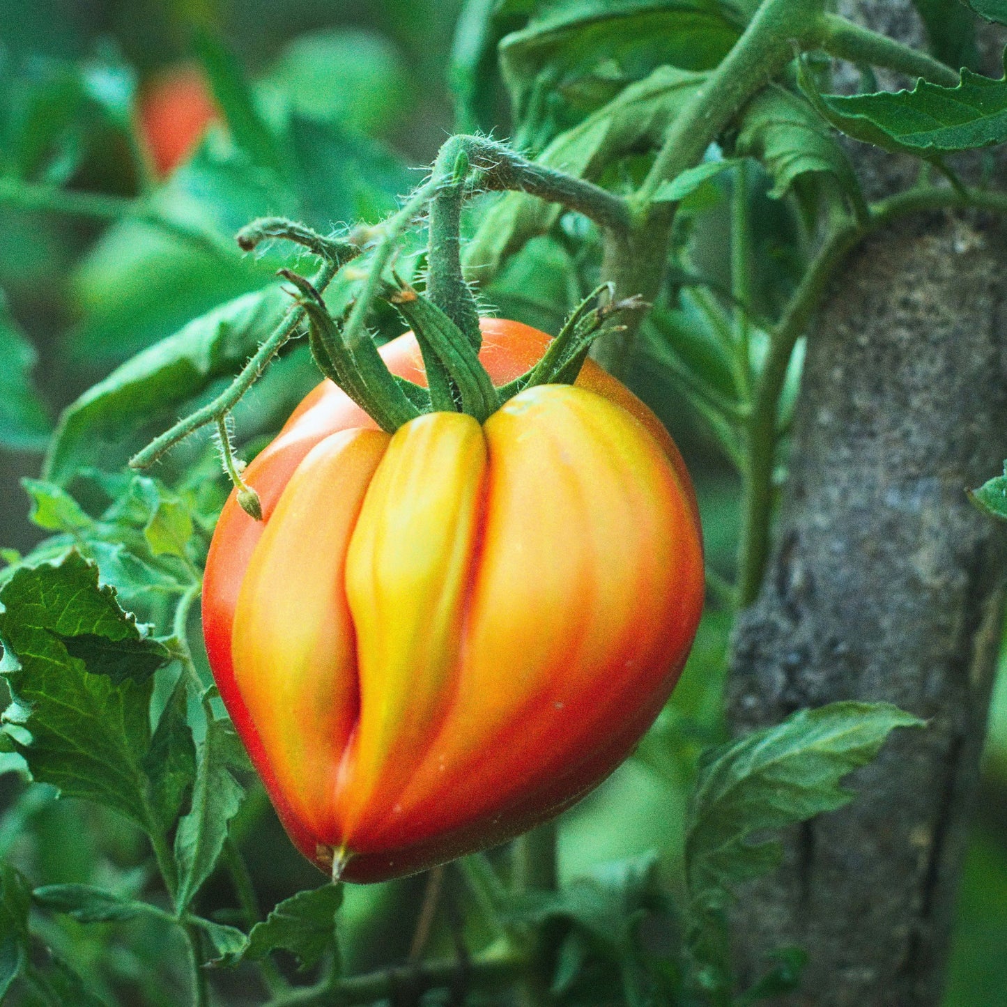 Oxheart Tomato - 10 Seeds