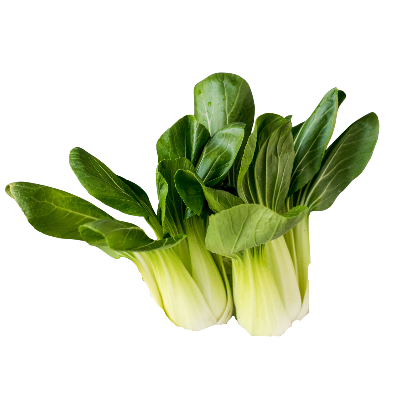 White Stemmed Pak Choi - 50 Seeds