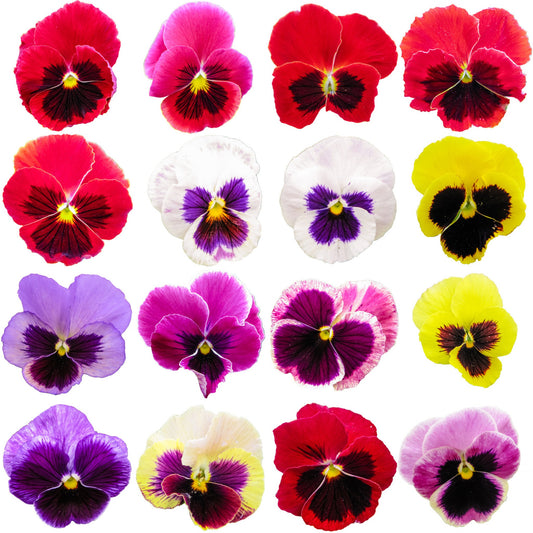 Pansy Punch Blotch Mix - 5 Seeds