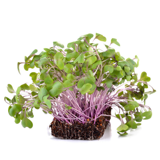 Purple Kohlrabi Microgreen Seeds - 100 Seeds