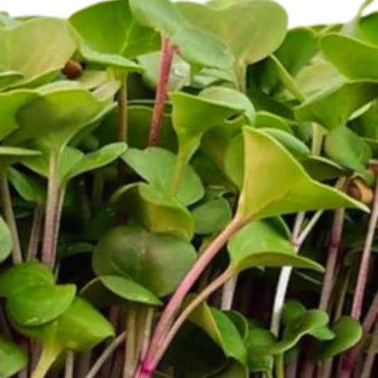 Red Coral Radish - 20 Seeds