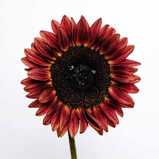 Helianthus Red Sun - Red Sun Sunflower - 10 seeds
