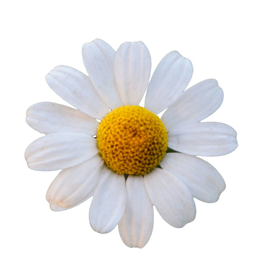 Roman Chamomile - 0.1 Gram