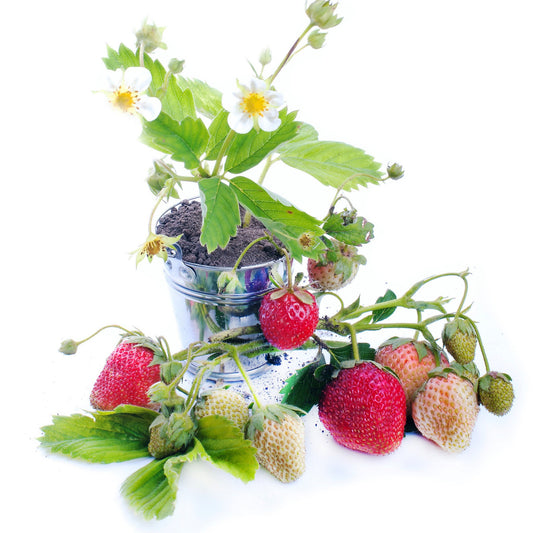 Strawberry Fresca - 5 Seeds