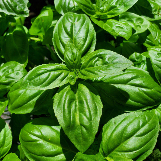Basil Sweet Large Leaved - 0.2 gram