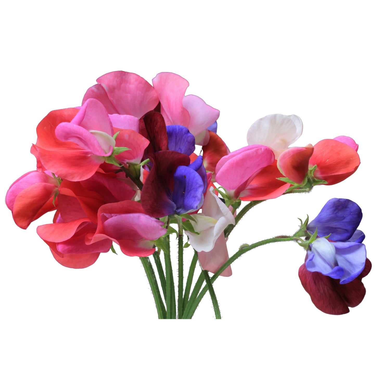 Sweetpea Mammoth Mix - 5 seeds