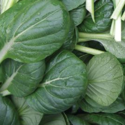 Tatsoi Mustard - 1 Gram