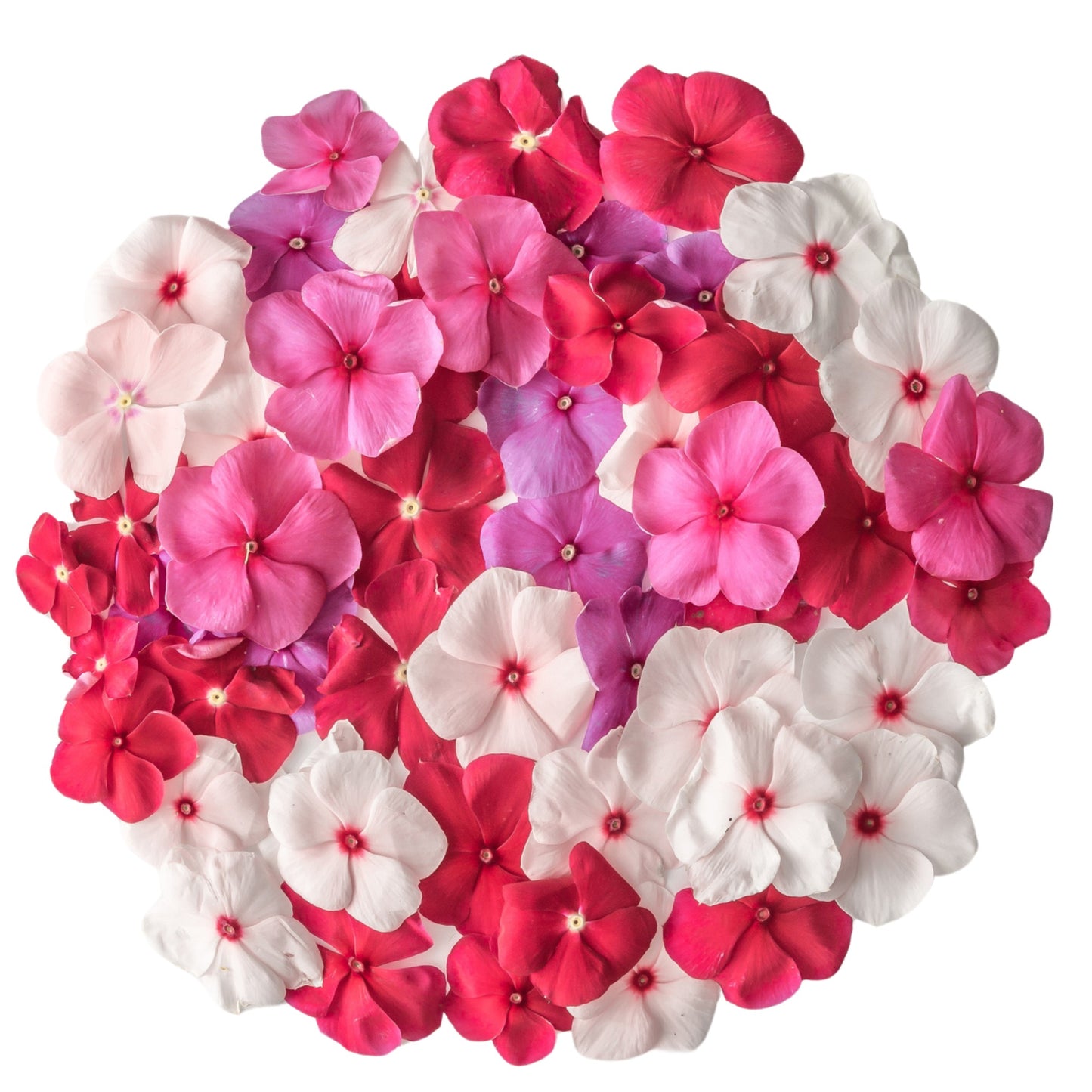 Vinca Pacifica Bold Mix XP - 10 Seeds