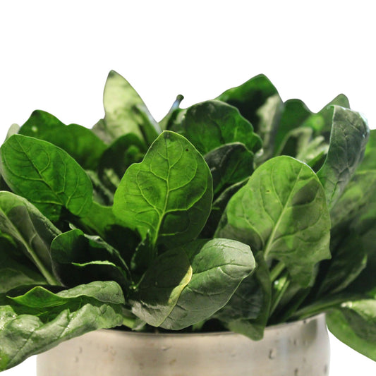Viroflay Spinach - 10 Seeds